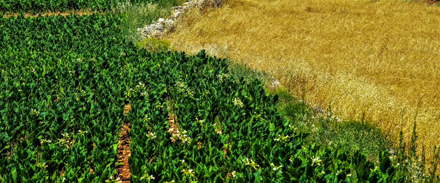 Close view of cultivated crops