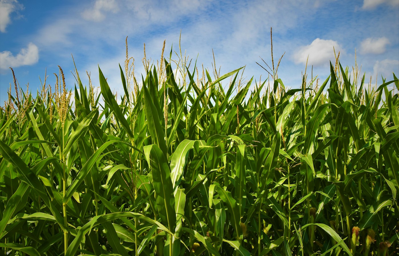 Brazilian corn crop