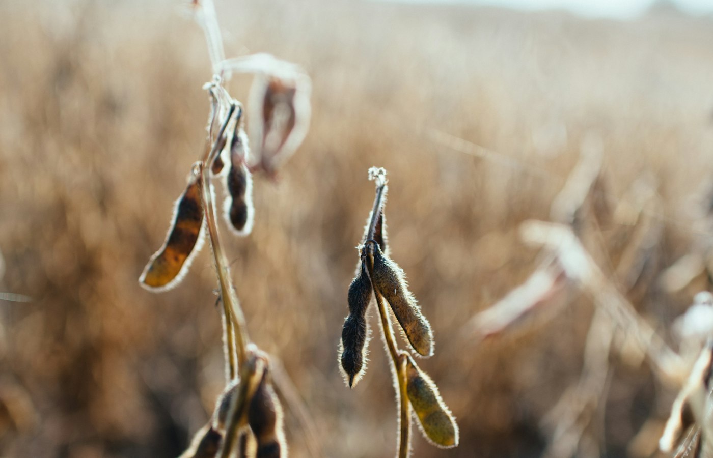 Soybean plants in a Brazilian field
