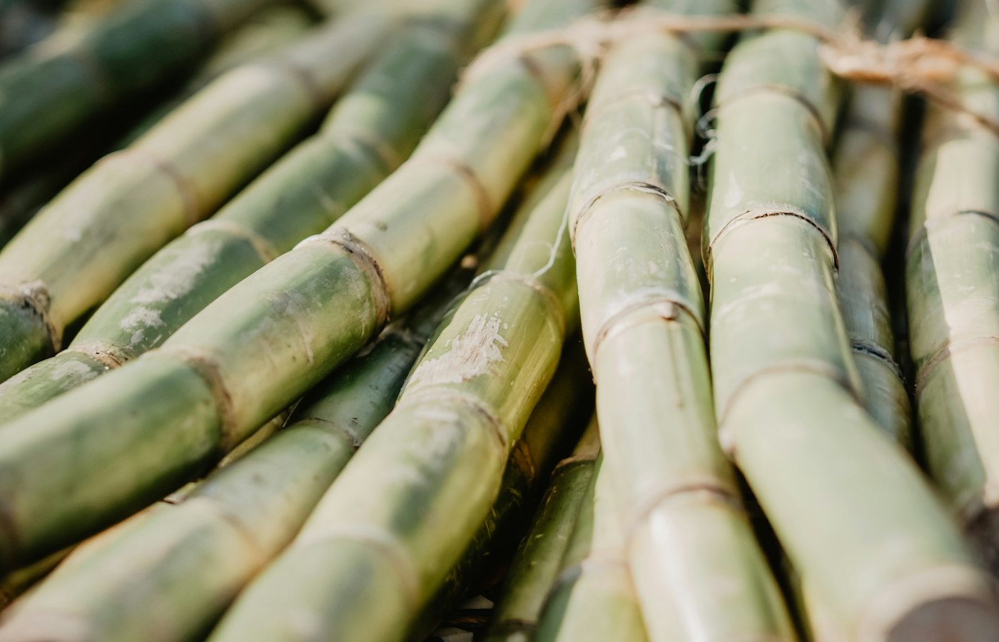 Sugarcane stalks